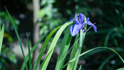 日本の公園に咲くカキツバタの花。
