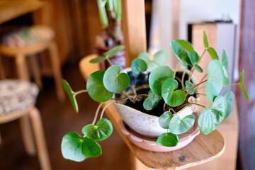 ショールームの観葉植物