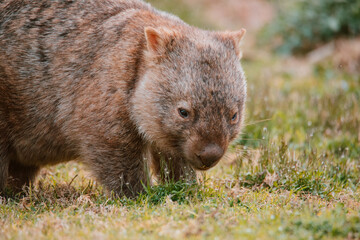 Naklejka premium Common wombat, Kangaroo valley, NSW, Australia