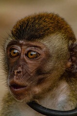 Obraz premium close up of a macaque