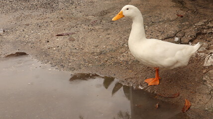 A beautiful, clean, white feathered duck stood on a gray stone pile.