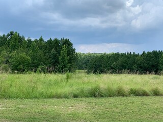 landscape with trees