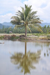 palm trees on the shore of the fishpond