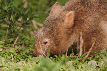 Common wombat, Kangaroo valley, NSW, Australia