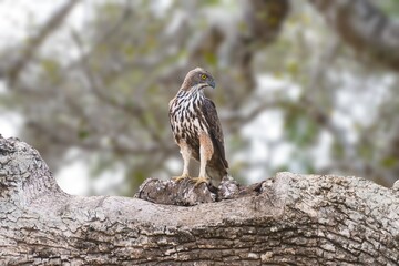 Changeable hawk-eagle or crested hawk-eagle (Nisaetus cirrhatus), bird of prey of the Sri Lankan rain forest,