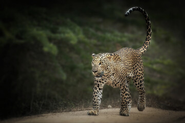 Leopard walking on a sand road. The Sri Lankan leopard (Panthera pardus kotiya)