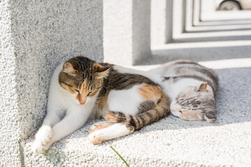 cat sleeping with her daughter