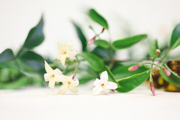 Pretty jasmine flowers and buds on white background with copy space