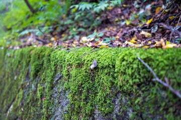 Obraz premium 長野県軽井沢の風景 Scenery of Karuizawa, Nagano Prefecture 