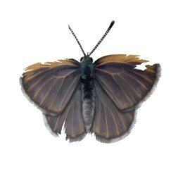 GoldenRayed Blue Torn Butterfly