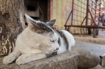 stray cat sit at a street
