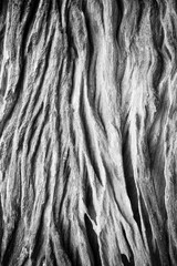 Old wood texture background.