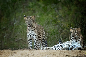 Two leopards resting on the ground