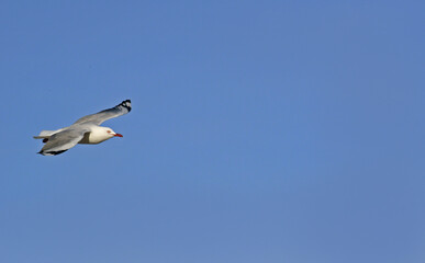 A lone seagull hovers over the beach on a beautiful blue sky day.
