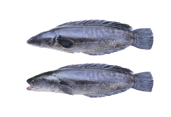 GIANT SNAKE-HEAS FISH, isolated on white background with Clipping path included..