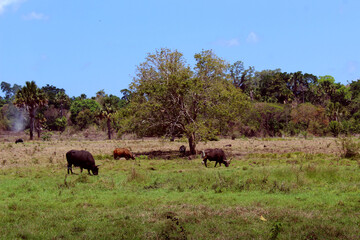 Fototapeta na wymiar wildebeest in alas purwo national park banyuwangi east java Indonesia 