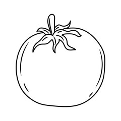 Tomato vector illustration, with hand drawn sketching style