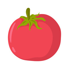 Tomato vector illustration, colored hand drawn sketching style