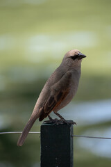 Flying birds. Silhouettes of birds. Leaves natural background. Bird posing in tree. Bird in Nature.
