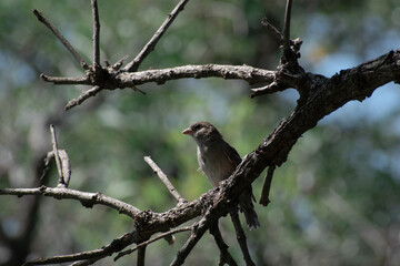 Flying birds. Silhouettes of birds. Leaves natural background. Bird posing in tree. Bird in Nature.