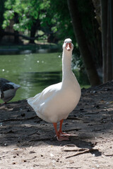 White Duck Swimming. White Duck Posing. Ducks Walking. Ducks in Nature.