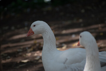 Naklejka na ściany i meble White Duck Swimming. White Duck Posing. Ducks Walking. Ducks in Nature.