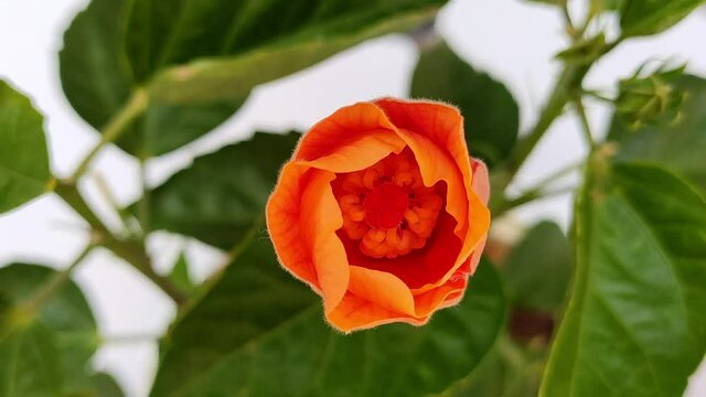 Timelapse footage of orange Hibiscus flower blooming in 4K.