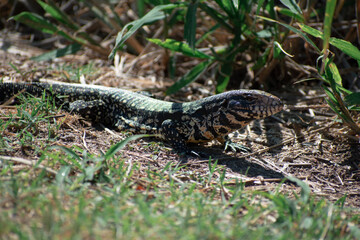 Green lizard on the grass, sunny green lizard on the grass, green lizard walking on the grass.