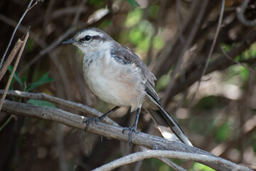 Flying birds. Silhouettes of birds. Leaves natural background. Bird posing in tree. Bird in Nature.