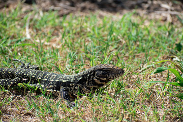 Naklejka na ściany i meble Green lizard on the grass, sunny green lizard on the grass, green lizard walking on the grass.