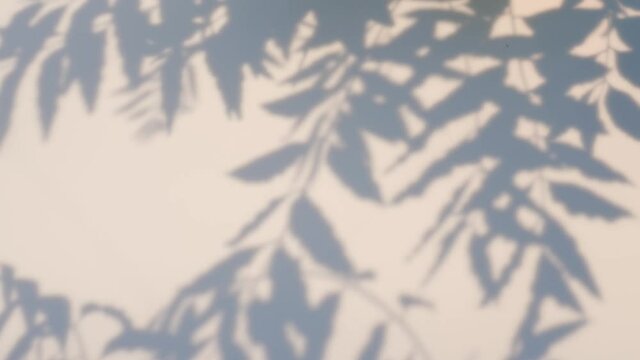Silhouette of leaf shadow swaying by wind on white wall background. Beautiful light shadow background for summer, vintage, minimal concept.	