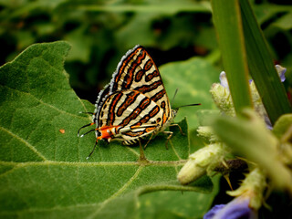 Common Silverline