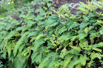 Fern on Tree Trunk