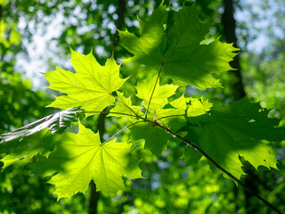 Maple branch with green leaves close-up in the rays of the bright sun. Canadian maple.