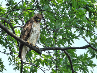 Red Tailed Hawk Looks Down: A bird of prey, red-tailed hawk perched in a maple tree looks down as this raptor hunts for prey