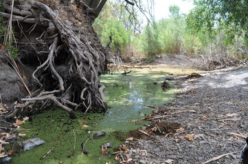 Tree roots with green algae 
