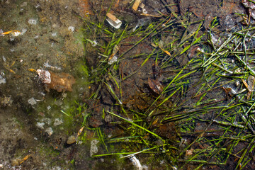 swamp in ice. frozen water on the ground and grass. late fall. top view