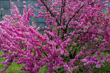 bush branches in pink flowers. Far Eastern beautiful sakura in spring. Blooming in spring