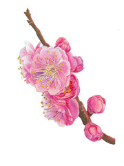 plum blossom branch on white background