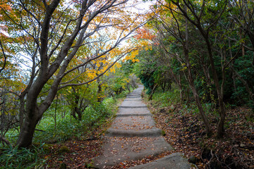 Fototapeta premium 大分県の紅葉のくじゅう連山の風景 Mt.Kujyu range scenery of autumn leaves in Oita Prefecture 