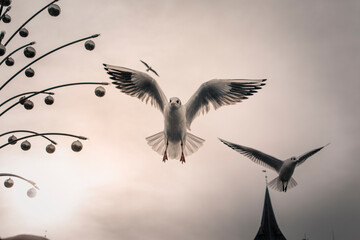 Seagull flying in the sky