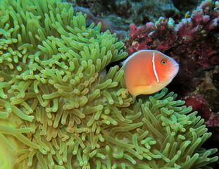 Naklejka na ściany i meble A Pink skunk clownfish or pink anemonefish Boracay Island Philippines 