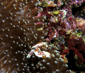 A Porcelain crab on anemone Boracay Island Philippines