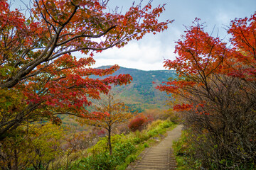 大分県の紅葉のくじゅう連山の風景  Mt.Kujyu range scenery of autumn leaves in Oita Prefecture 