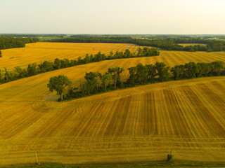 Fototapeta premium Country Tree Line