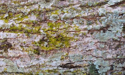 Close up rough bark texture in retro concept