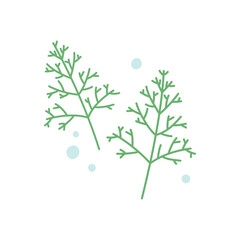 Two sprigs of dill isolated on white. Natural ingredient. Culinary herb.
