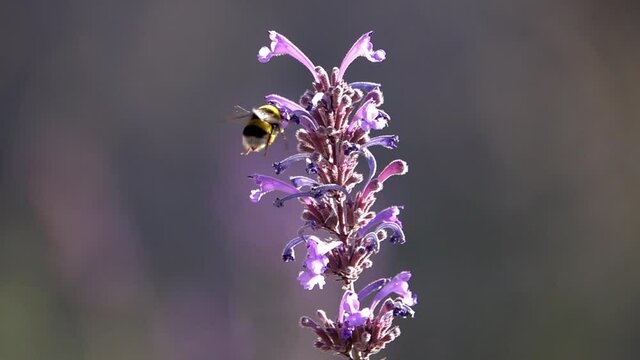 Bumblebee sucking nectar from purple flower
Close up slow motion shot from Israel
