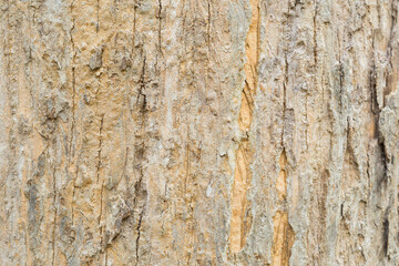 Obraz premium Teak tree bark texture fine quality wood 