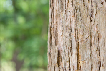 Teak tree in the forest in Thailand